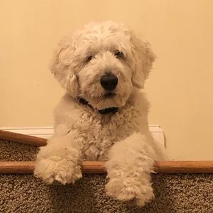 Meet your Posher, Maddy